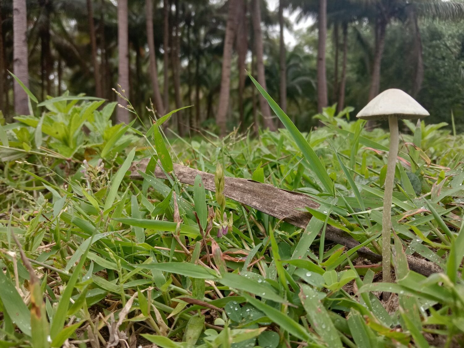 Panaeulos Cyanescens