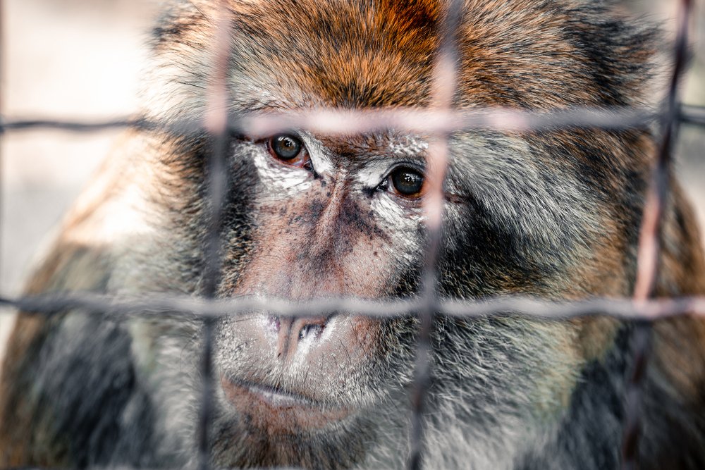 Фотография автора Oleg Utyuzh