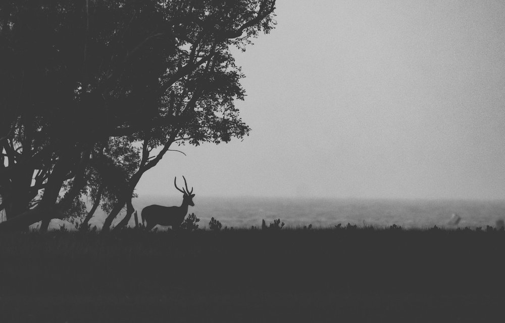 Photograph by SOUMYA CHAKRABORTY