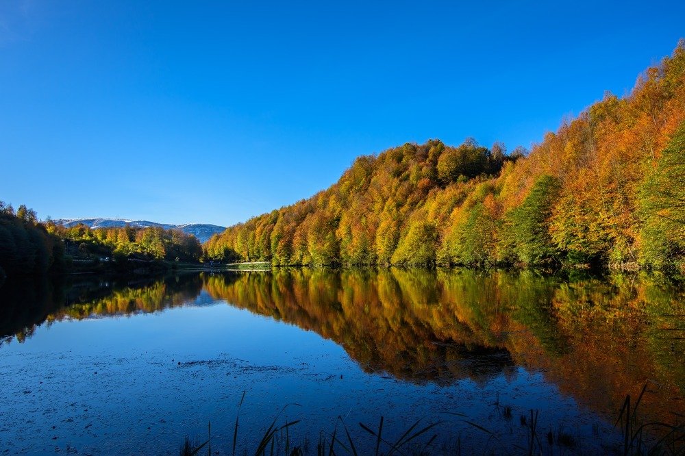 reflection of forest color on lake