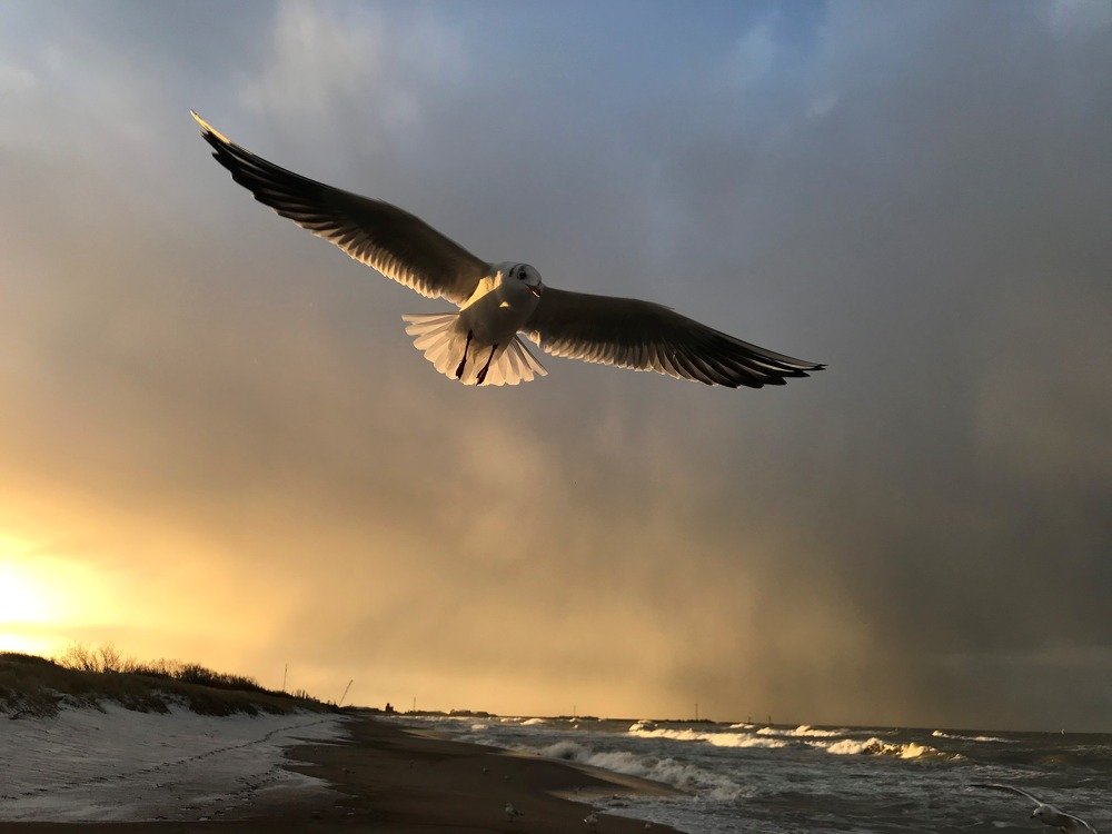 Новогодний рассвет