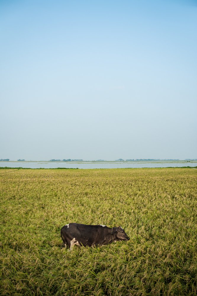 Photograph by Mehedi Emon