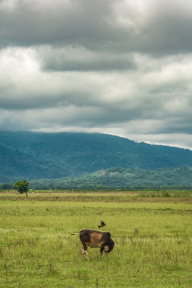 Photograph by Mehedi Emon