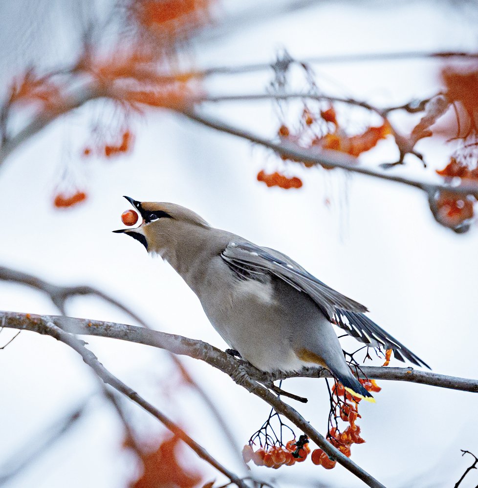 Photograph by Елена Дзюба