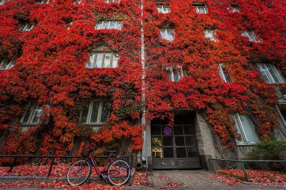 Photograph by Khaled Mohammad Shaad