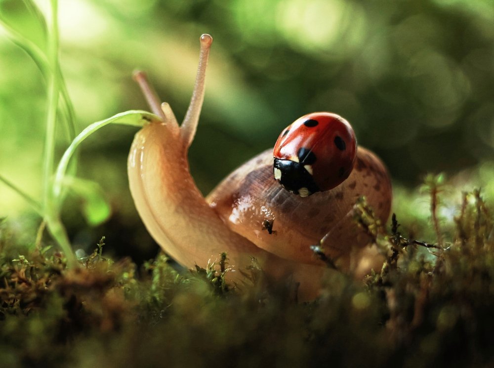 На лесной опушке.