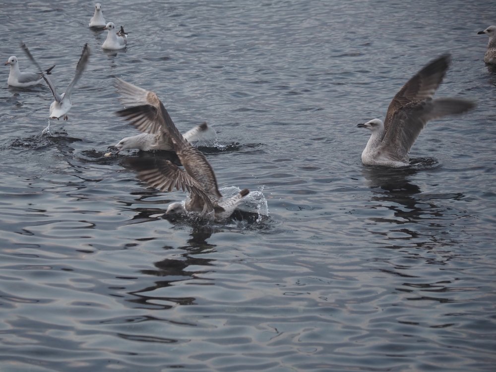 Photograph by Сергей Борисов