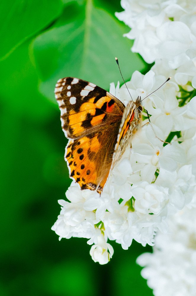 Photograph by Ирина Бульгак