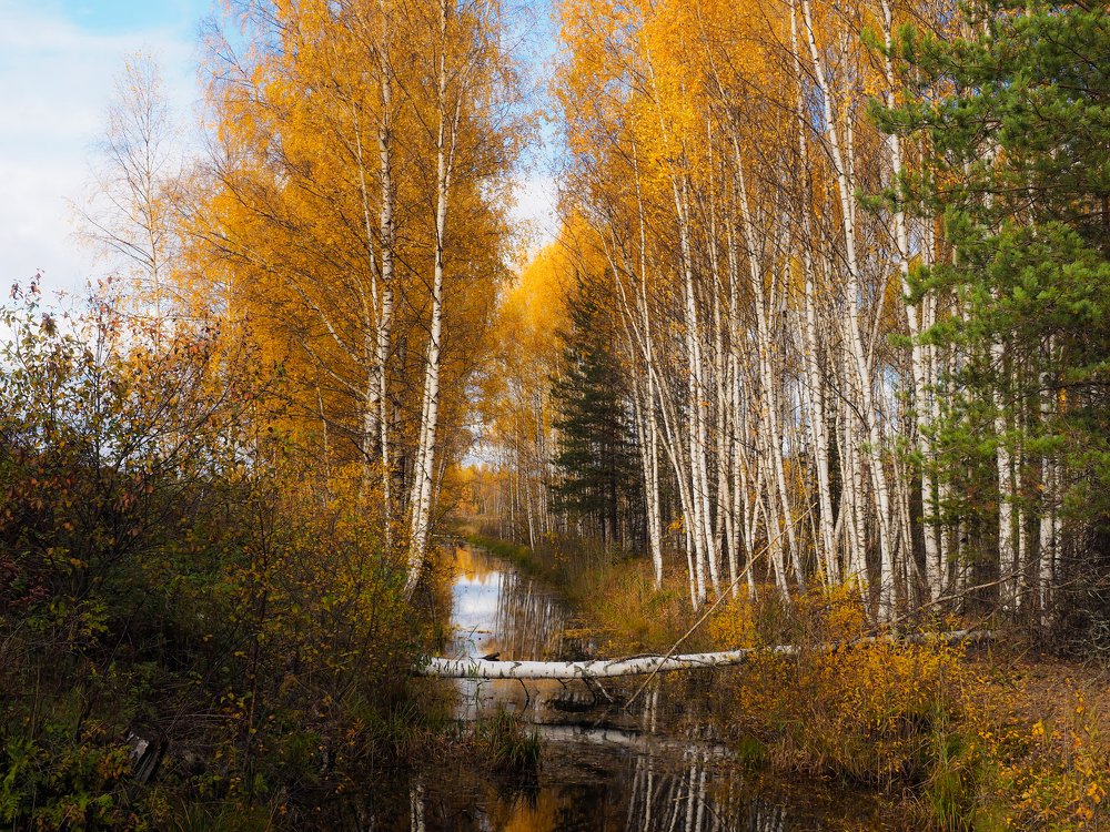 Бобровый  рай, октябрь. Ярославская область.
