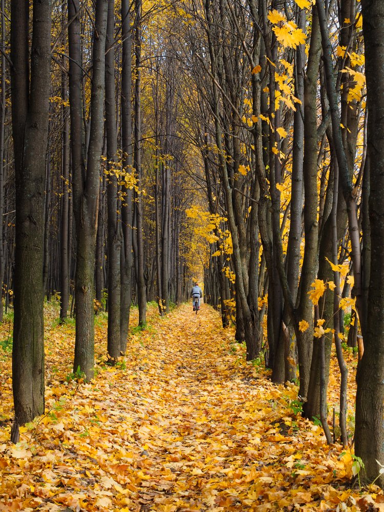 Октябрьская аллея. Ярославль.
