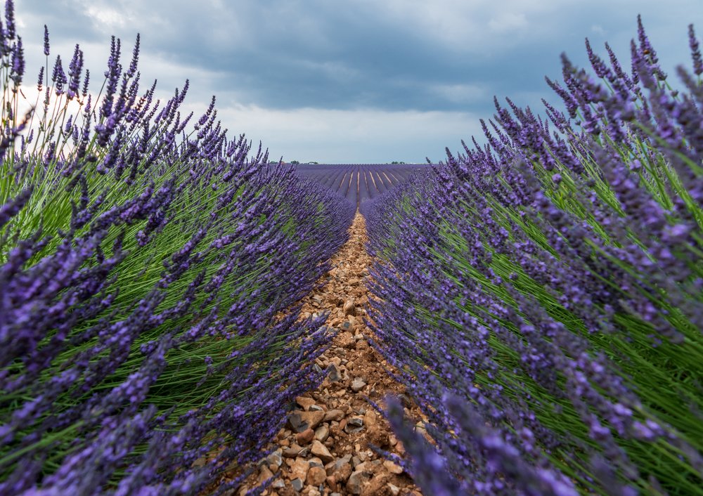 Photograph by Liga Udrina