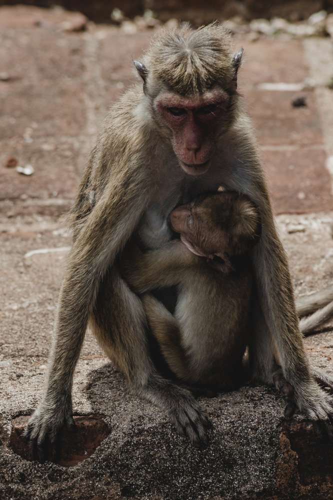 Photograph by Dinesh Umagiliya