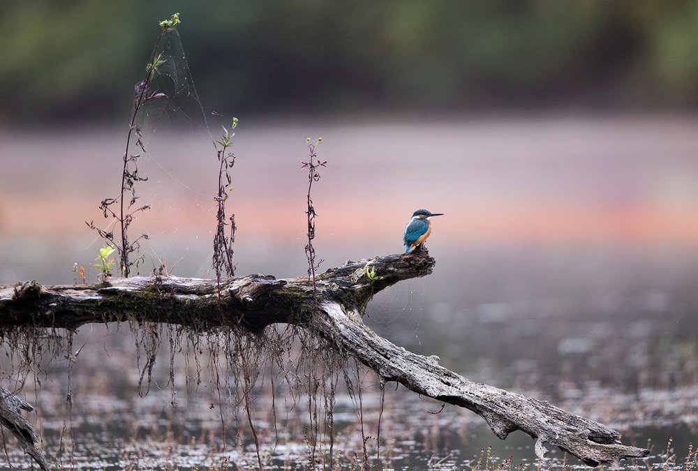 Фотография автора Budimir Jevtic