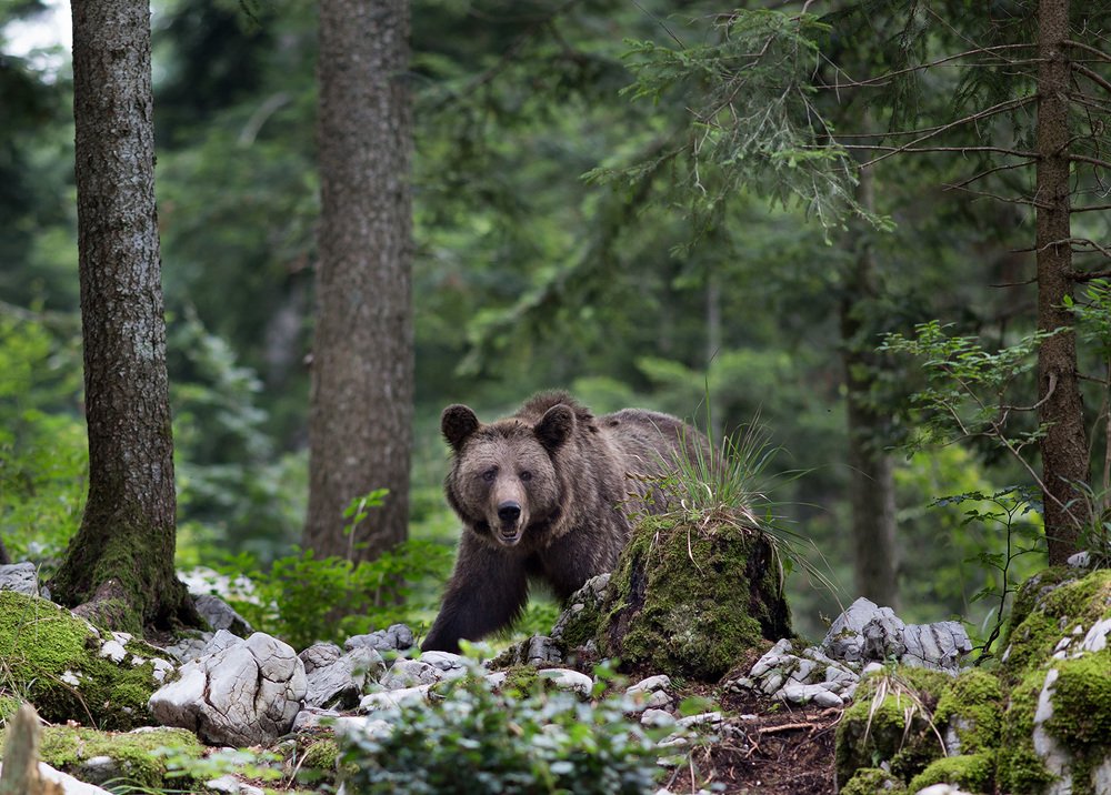 Фотография автора Budimir Jevtic