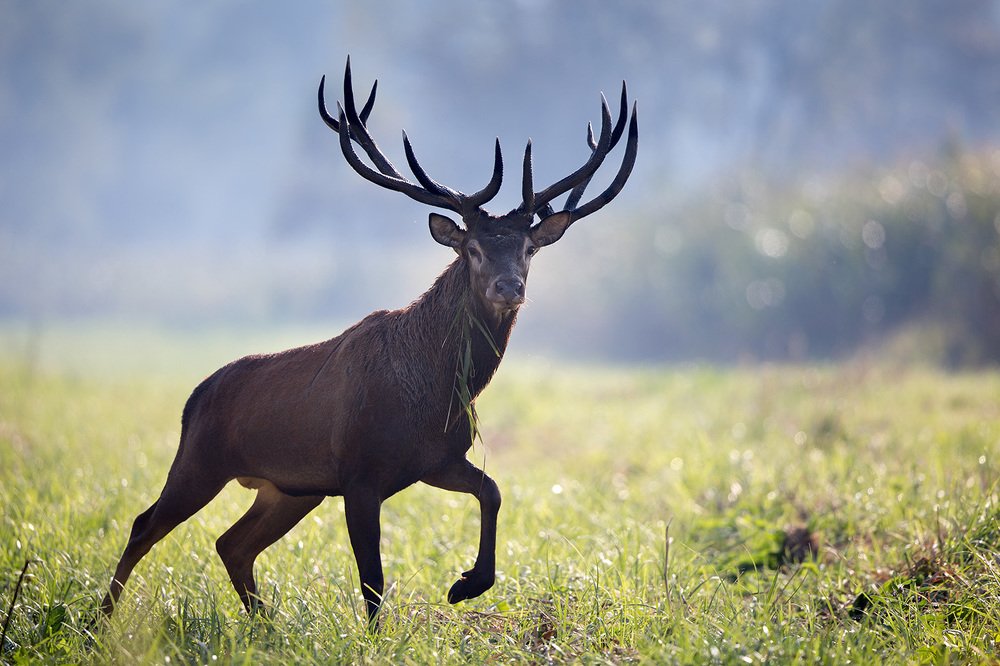 Фотография автора Budimir Jevtic