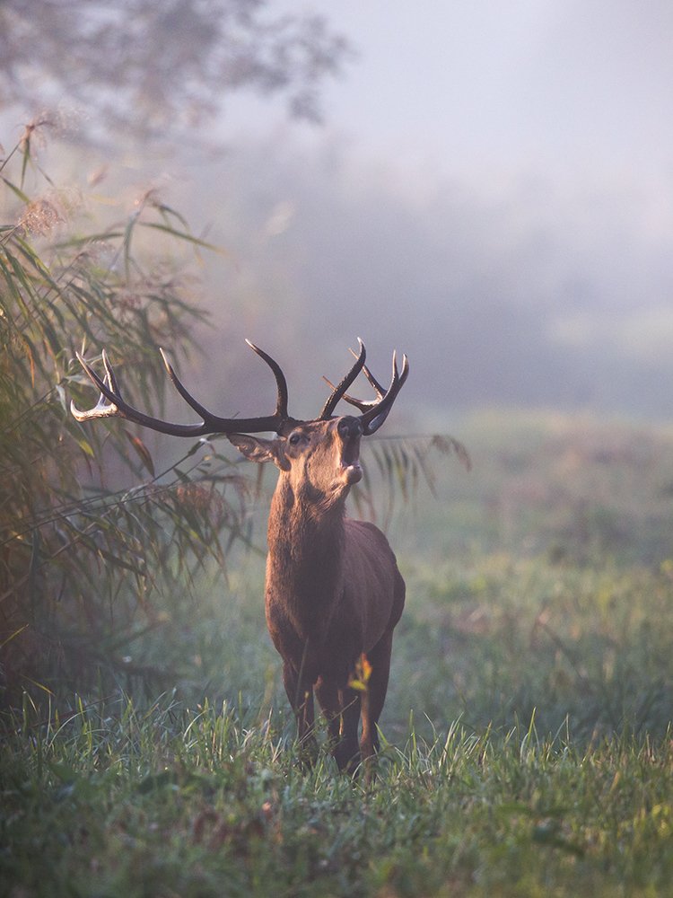Фотография автора Budimir Jevtic
