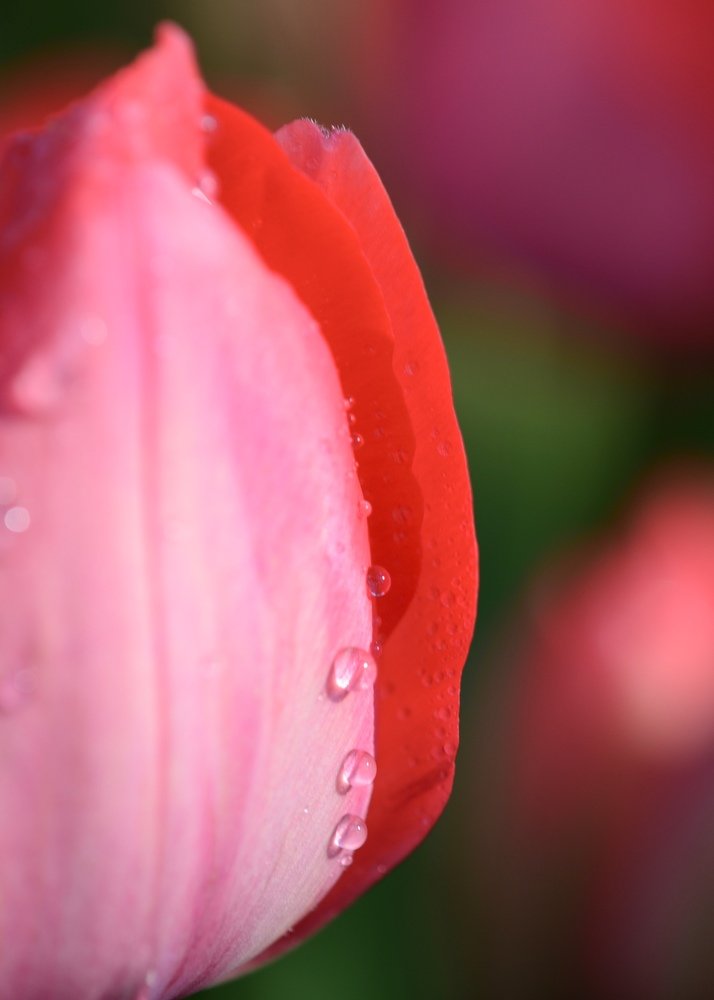 Photograph by erkan likos