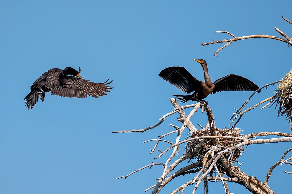 История любви