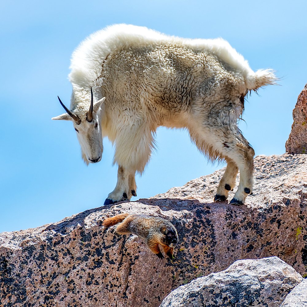 День Сурка у Горного Козла
