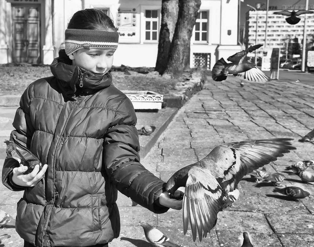 Городские голуби