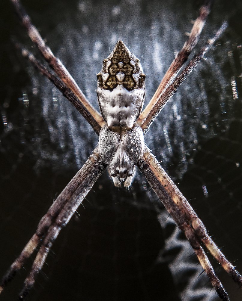 Photograph by Manuel Navas