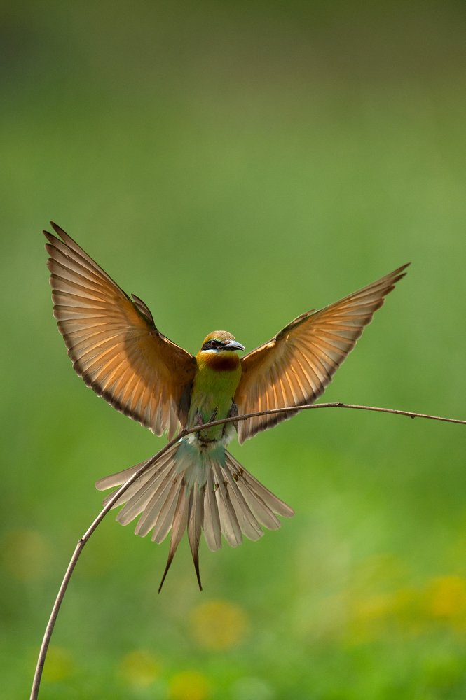 Photograph by Angad Achappa