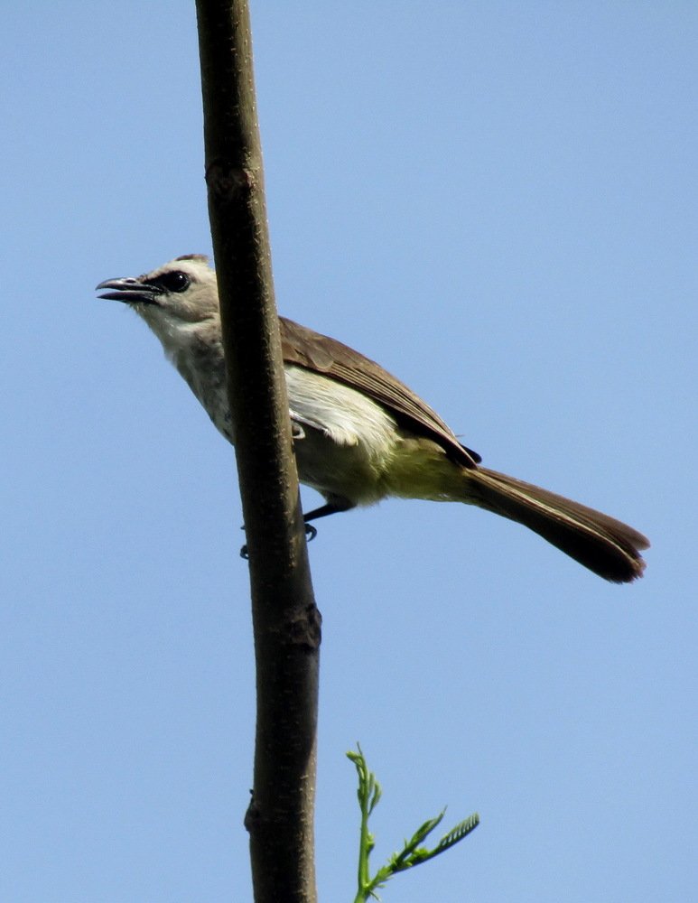 Yellow Vented Bulbul