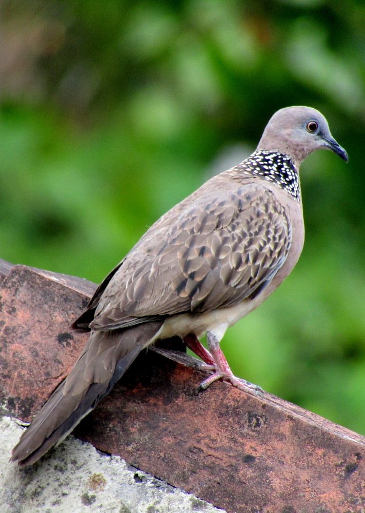 Spotted Dove