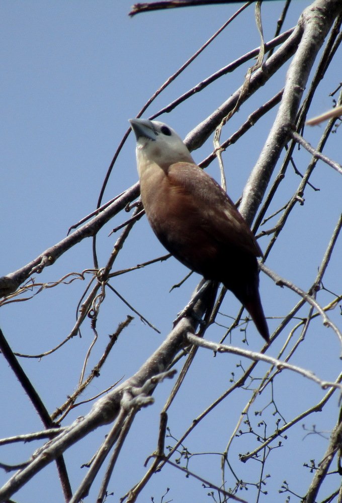 White Headed Munia