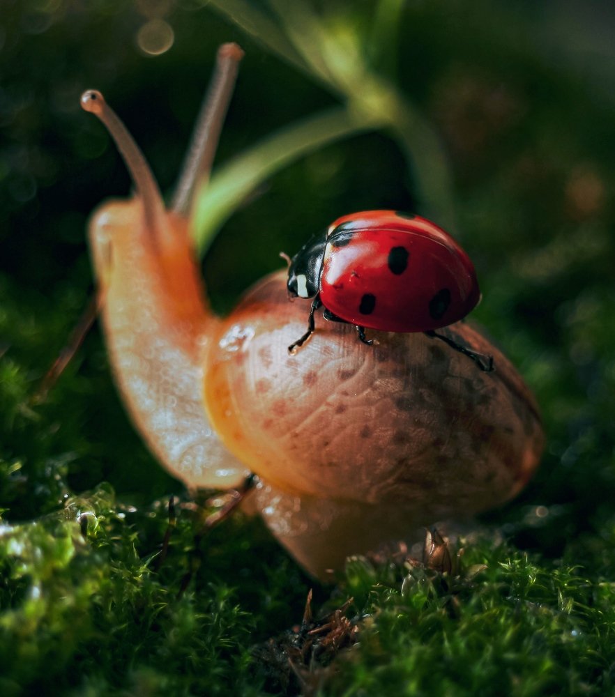 Верные друзья.