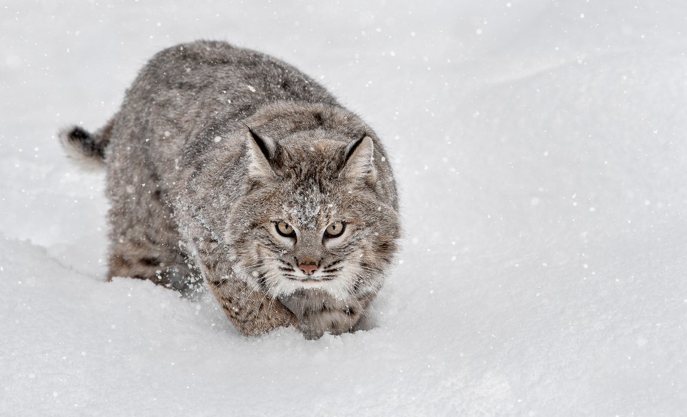 Bobcat on the hunt