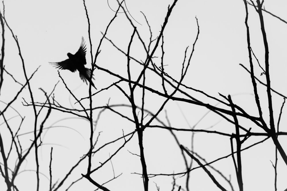 Photograph by Upayan Chatterjee