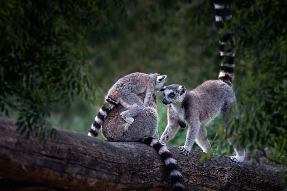 Photograph by Zdenka Janaskova