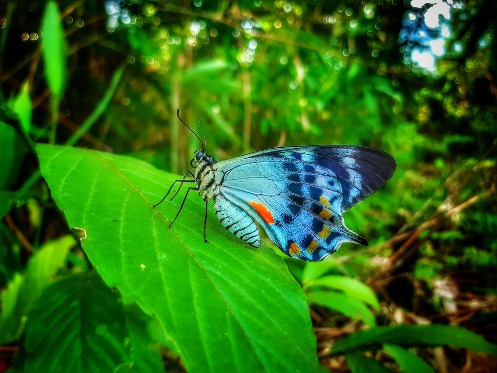 Butterfly