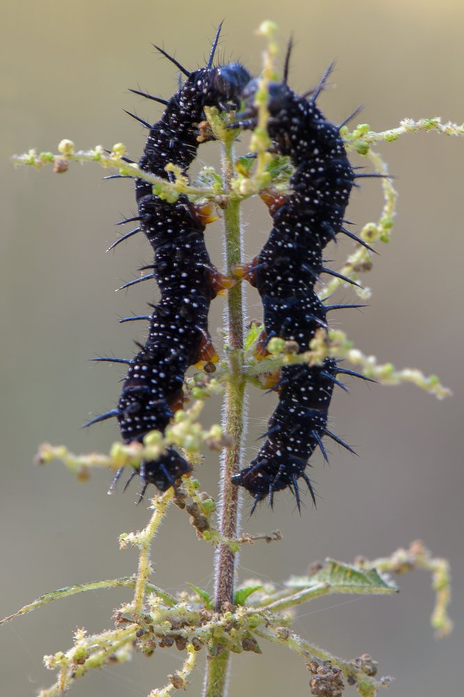Photograph by Кузнецов Дмитрий