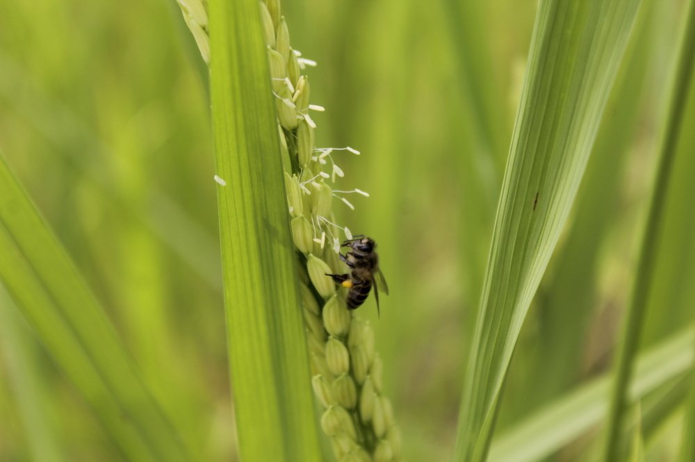 Bees