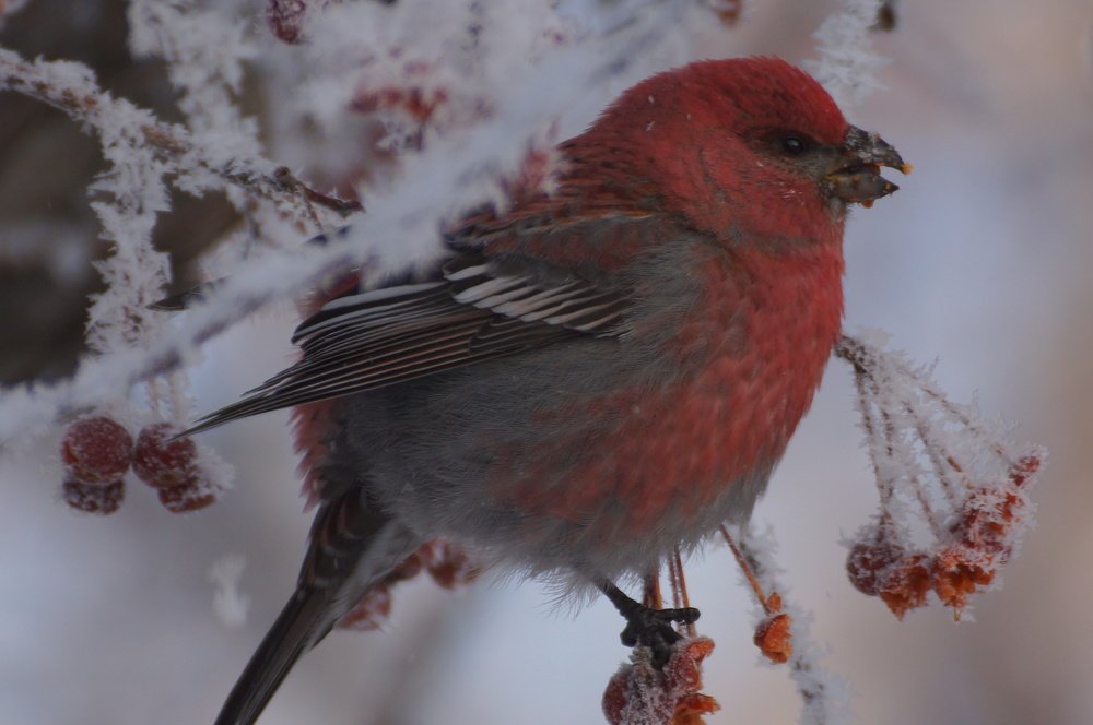 Иркутский Angrybirds!