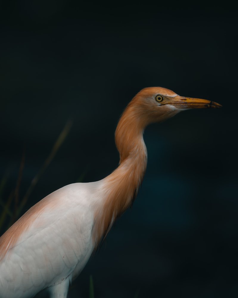 Photograph by Алексей Бойко