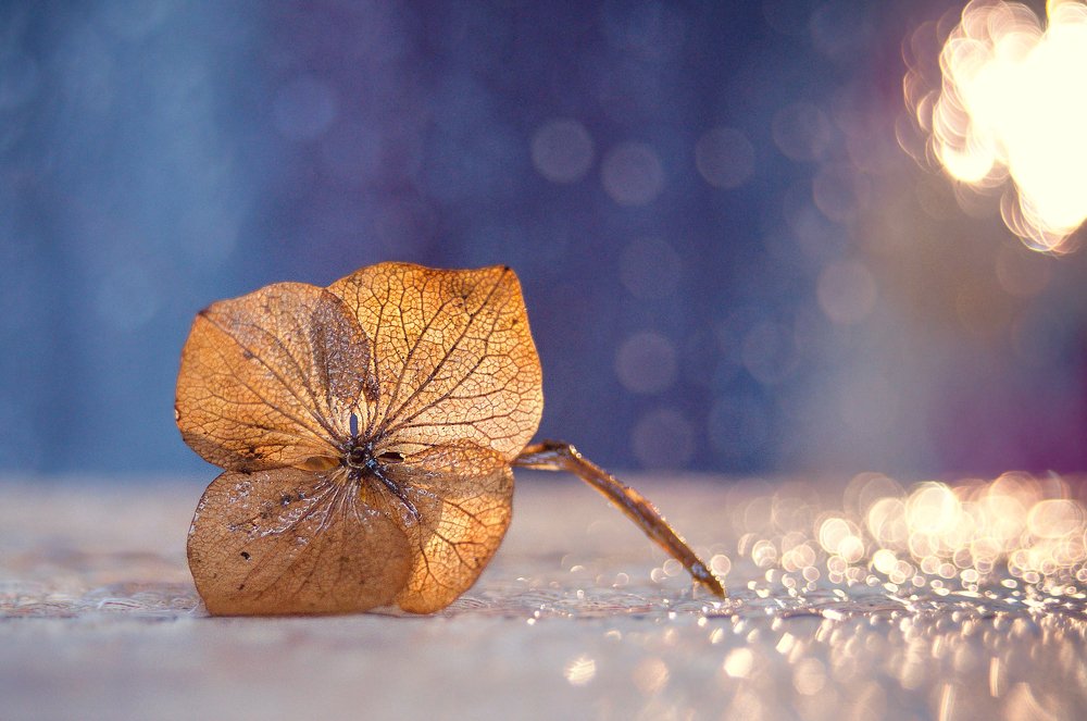 Photograph by Олеся