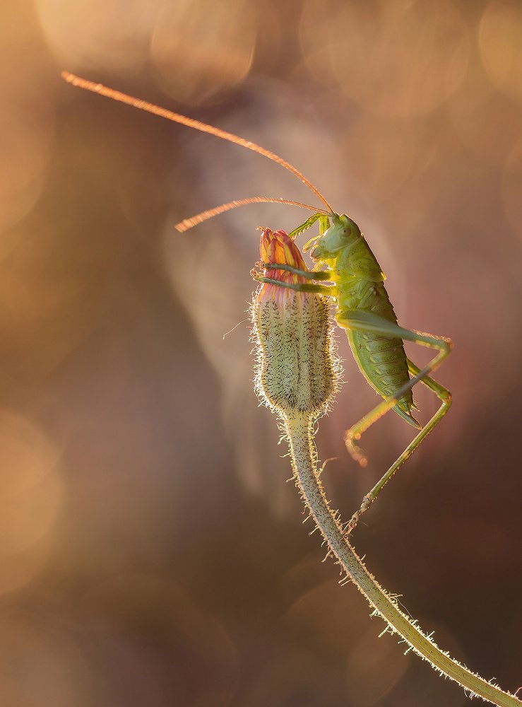 Photograph by Pawel Plucinski