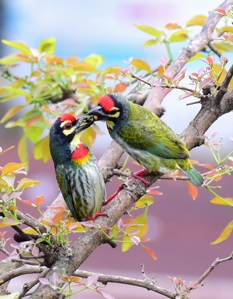 Photograph by Ashim Talukdar