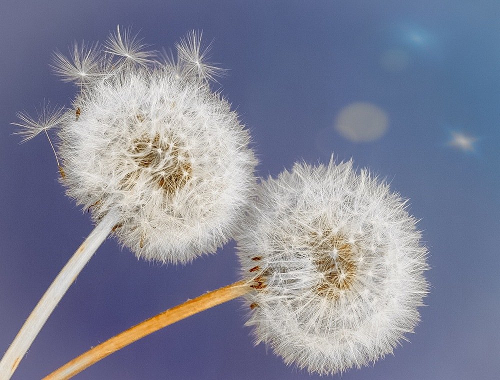 Summer flowers and sky