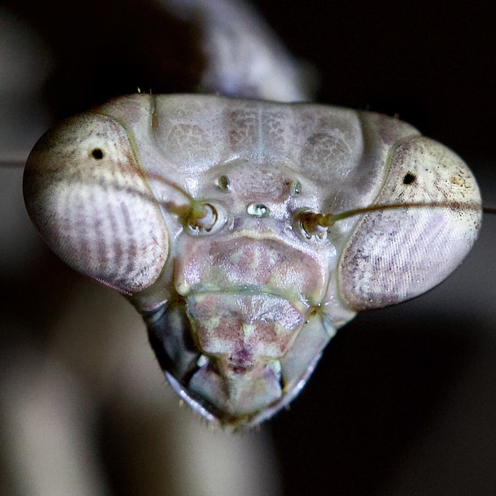 Фотография автора  Stelio