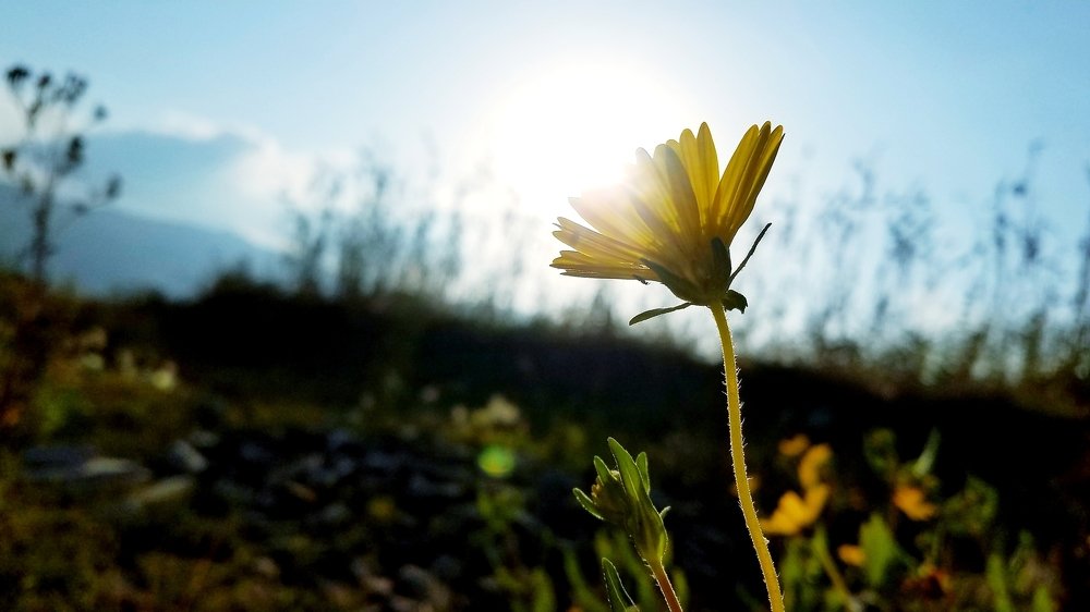 The rose bearing the sun