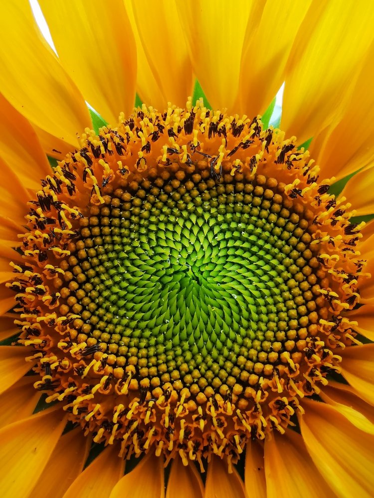 Photograph by Ronnie Miranda