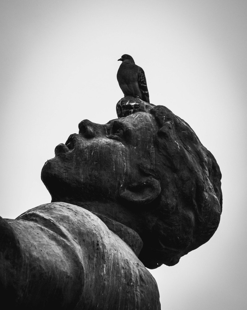 Птица революции