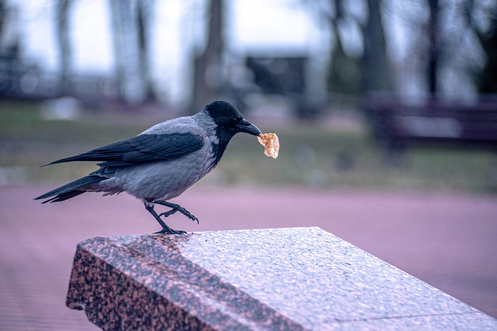Photograph by Александр Кононович