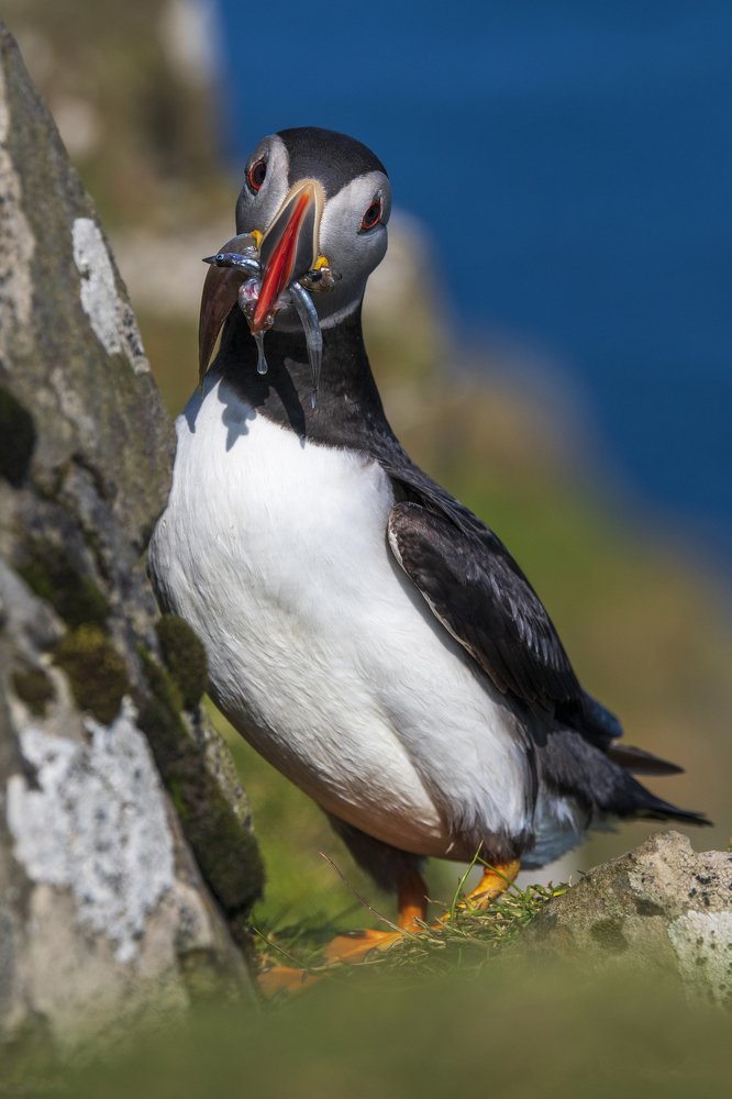 Photograph by dan tarcea