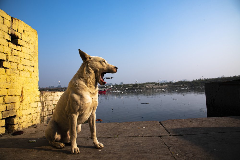 Photograph by Somesh Chaurasiya