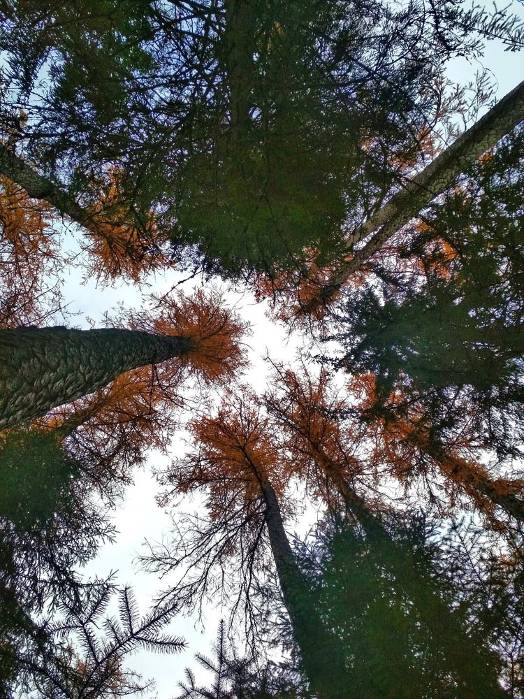 Лиственницы Линдуловской рощи